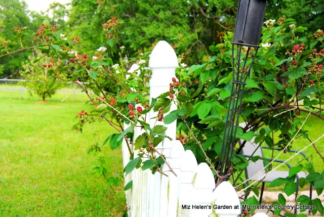 The Garden Gate at Miz Helen's Country Cottage