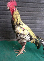 Jengger Ayam Bangkok Blangkon