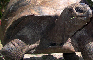 aldabra giant tortoise