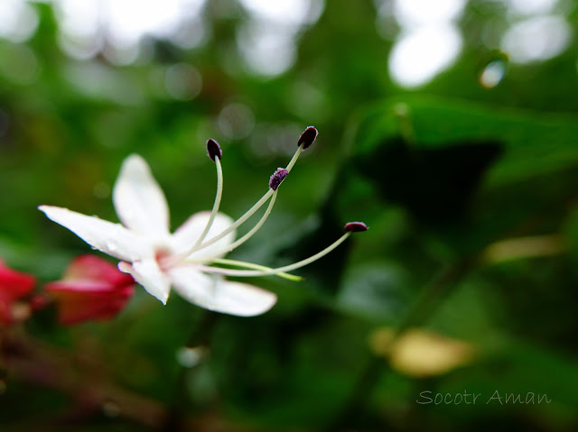 Clerodendrum trichotomum