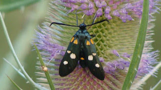 Zygaena (Zygaena) ephialtes pseudotrigonellae DSC58673