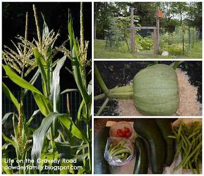 Gardening - sweet corn, zucchini, pumpkin
