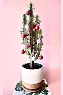 O Natal é o símbolo da vida, do nascimento do nosso salvador, então nada melhor do que decorar a casa com plantinhas, pois elas simbolizam a vida, harmonizam e purificam nosso lar, trazem a beleza da natureza e da vida para dentro de nossas casas.