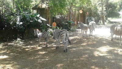 Zebra, Nampak Cantik dan Menarik