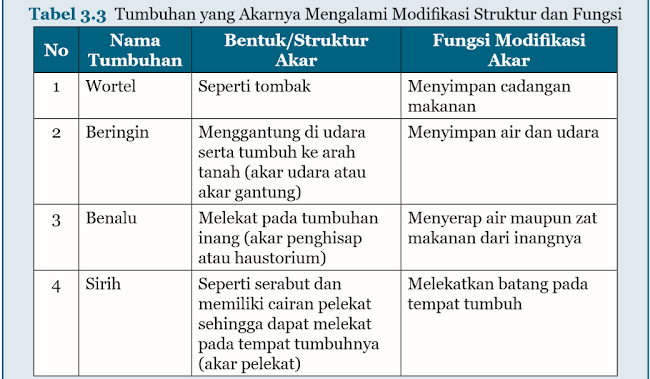 Tumbuhan yang Akarnya Mengalami Modifikasi 1