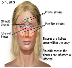  Gambar  Anatomi Fisiologi Hidung Sinus  Paranasalis Artikel 