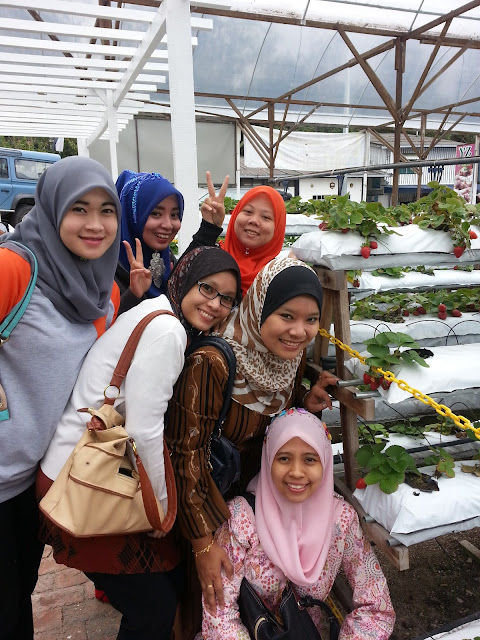 Cameron Highland,holiday,best,menarik,sejuk,cantik,ladang strawberi