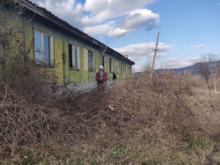 Hikmet hard at it on the brambles