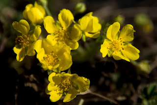 homoki pimpó (Potentilla arenaria)