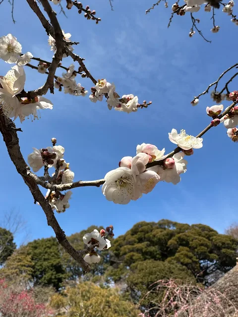 百草園内の梅（白）