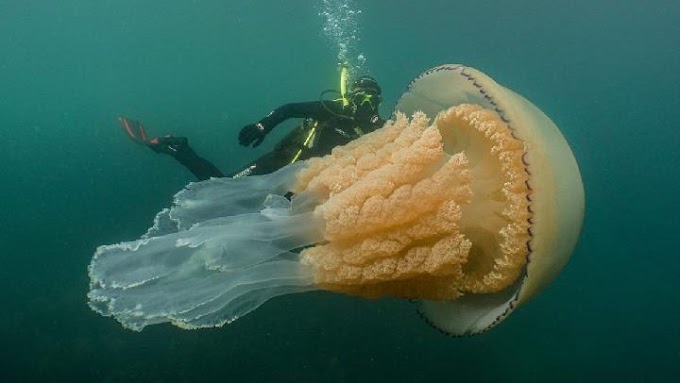 Ubur-ubur Raksasa Bermunculan di Perairan Inggris