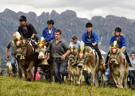 SWITZERLAND CURIOSITIES COW RACE