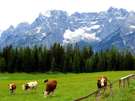 green pasture in Dolomites, cow in Dolomites, good beef