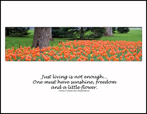 Tulips 4