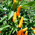 Orange Wonder