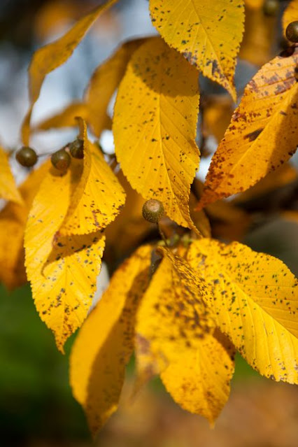 Рябина красивожилковатая (Sorbus caloneura)