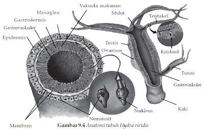 struktur tubuh hydra