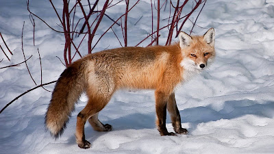 fox on snow hd desktop background wallpaper