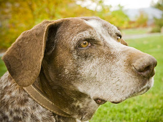 Health Care For Your Older Dogs