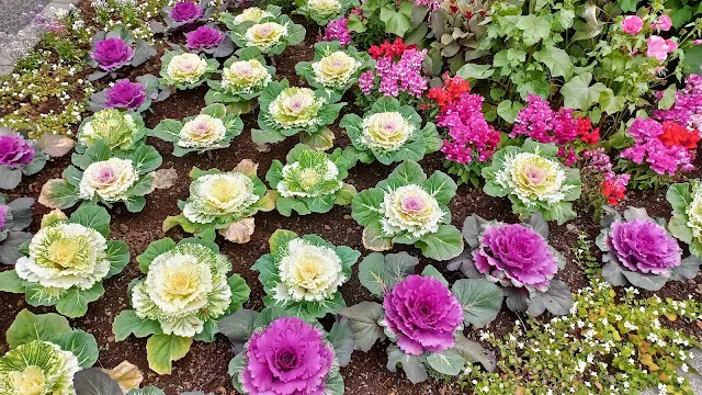 Special plants in the Botanical Garden in Akureyri, Iceland