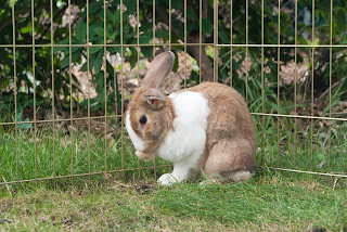 Children learn a great deal about nature through caring for a pet.