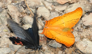 Spangle (Papilio protenor euprotenor), Common Cruiser (Vindula erota erota)