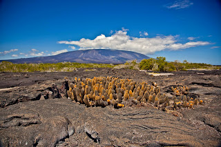 Lava Rock and Shield Volcano of Isabela Island