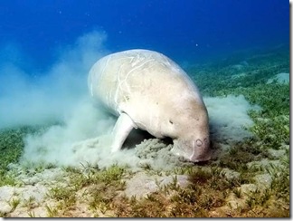 underwater-14