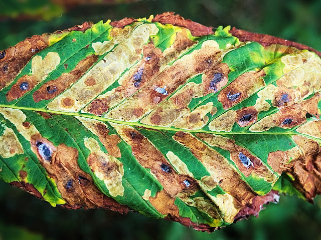 Close up of affected leaf with brown 'mines' clearly visible between the main veins.