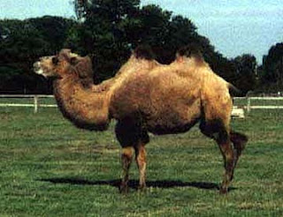 Camel