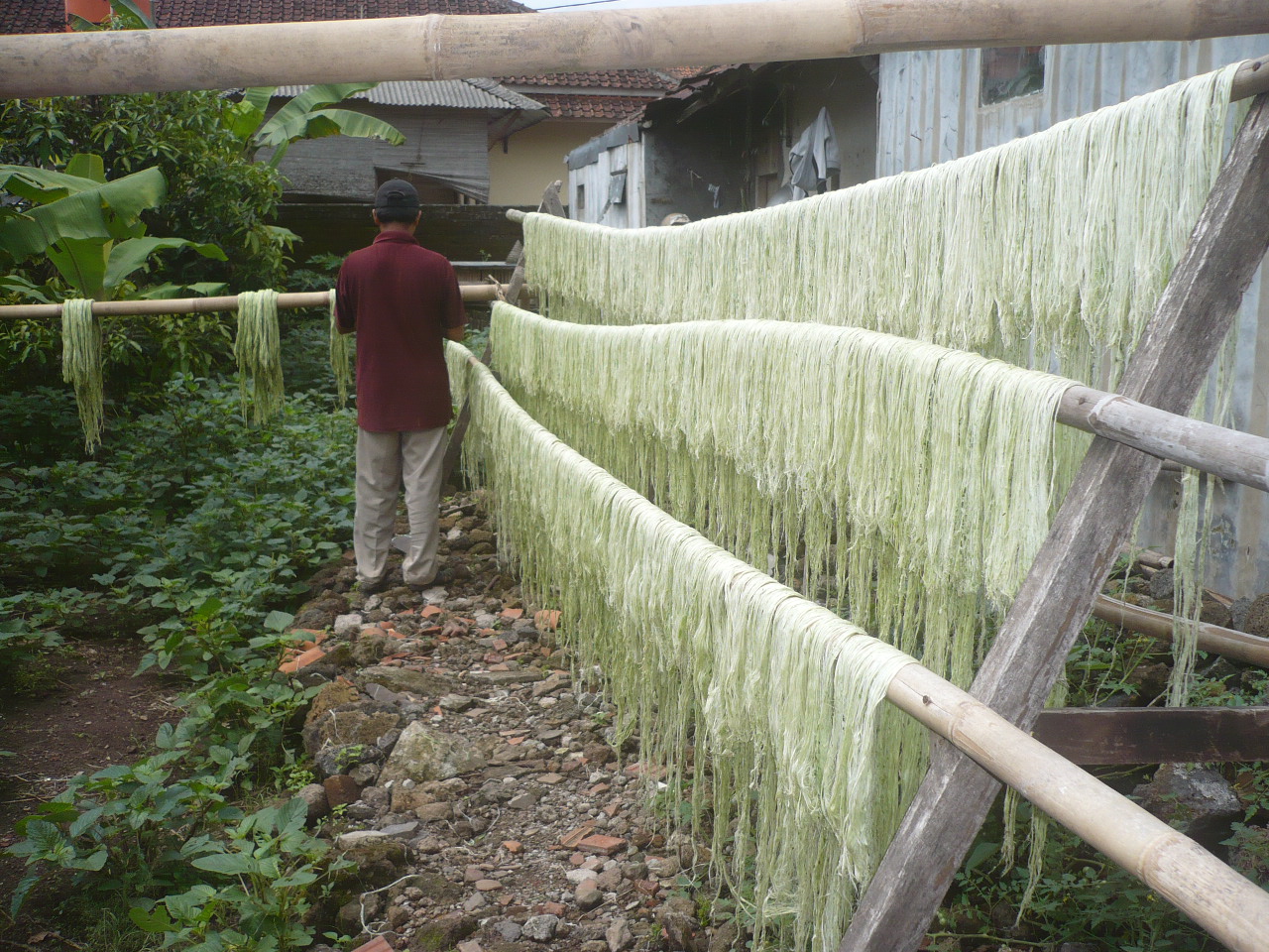 serat daun nanas Proses Produksi Serat Daun Nanas