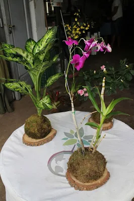 ideias para cultivar orquídeas