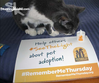 Remember Me Thursday: Saving/Rehoming Maria's Cats