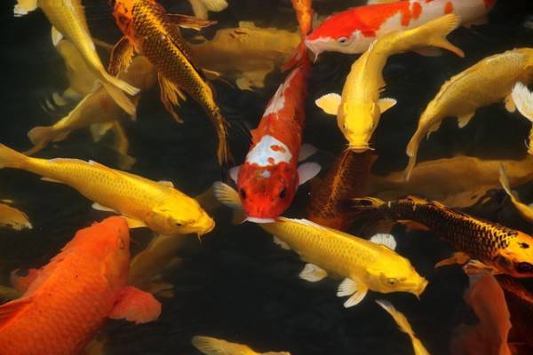 Ikan Koi - Jenis Ikan Hias Air Tawar Yang Populer Dipelihara