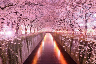 pemandangan terindah di jepang bunga sakura