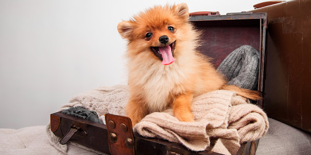 Managing Pets While Travelling