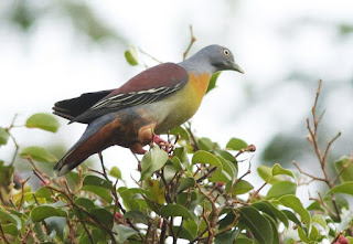 littke green pigeon