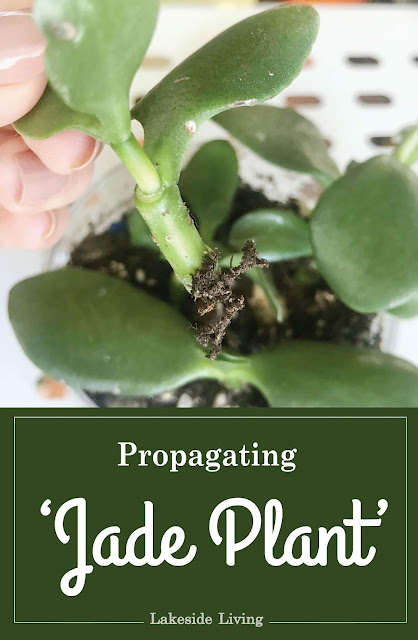 Propagating Jade Plant Guide