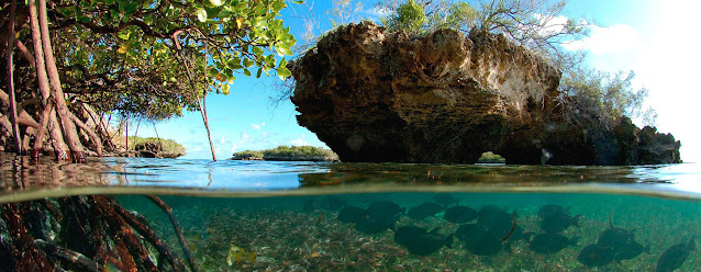 El atolón de Aldabra en las islas Seychelles hace parte del Patrimonio Mundial de la UNESCO.  UNESCO/FotoNatura