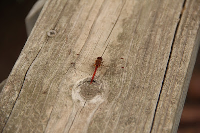 ruby meadowhawk, one of the dragonflies seen this week