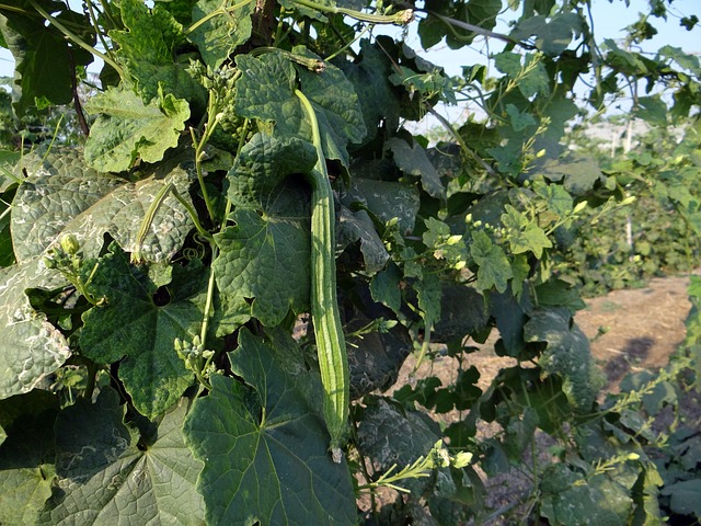 The Best Ridge Gourd Recipe to Try at Home