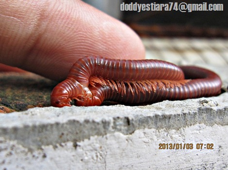 kaki seribu rusty millipede (Trigoniulus corallinus)