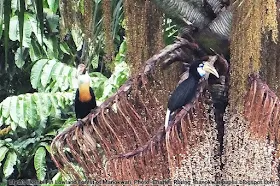 Papuan Hornbill birds photo by Charles Roring