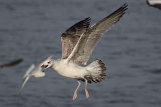 2nd cycle Caspian Gull