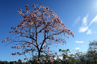 costa rica flowering tree