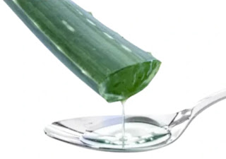 aloe-vera-juice-is-good-for-piles