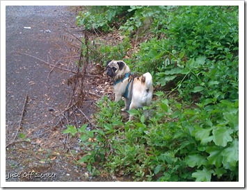 AJ Hoosier Hug Pug's Morning Walk