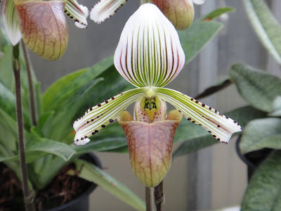 Grow and care Paphiopedilum fowliei orchid - Fowlie's Paphiopedilum