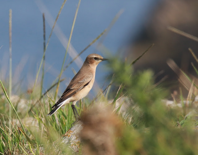 Collalba gris (Oenanthe oenanthe)