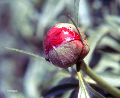 drop of nectar on peony bud